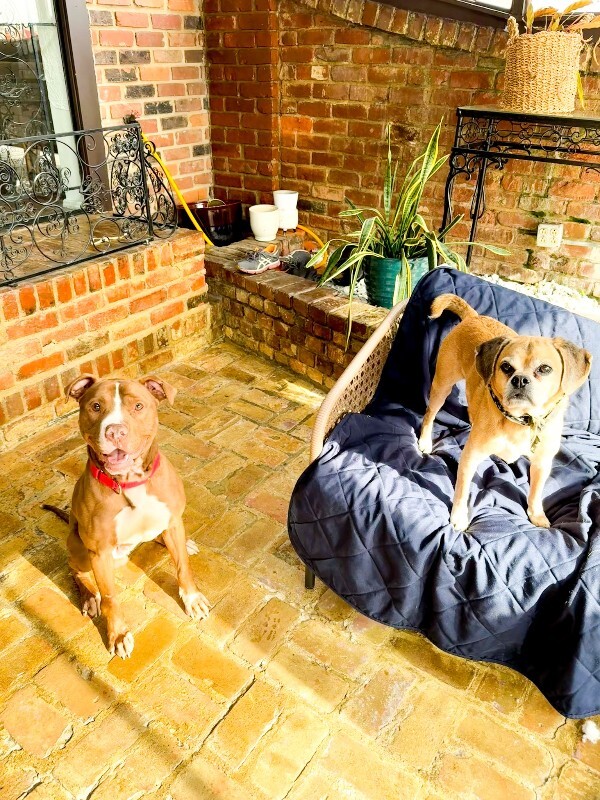 View Salisbury the Dog Photo #4