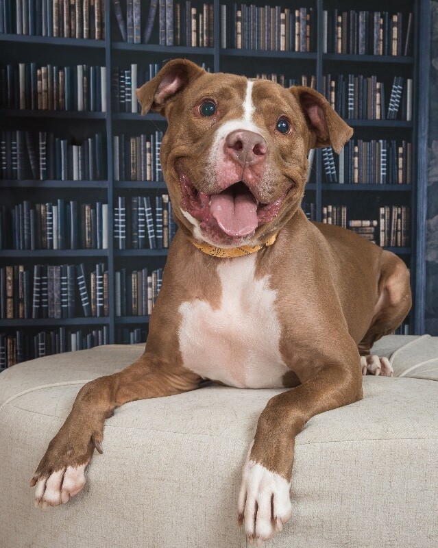 View Salisbury the Dog Photo #5