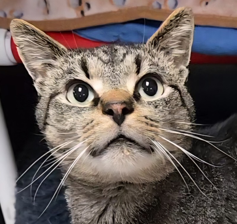 Learn More About Mr. Manx 1000044772