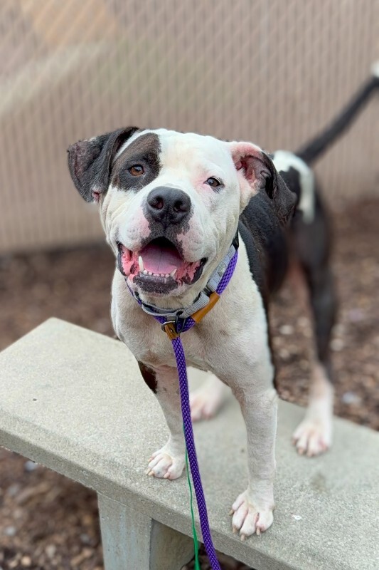 Learn More About Jango Jango - Dog