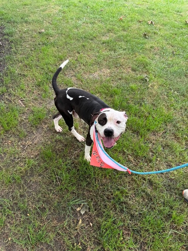 View Jango the Dog Photo #5