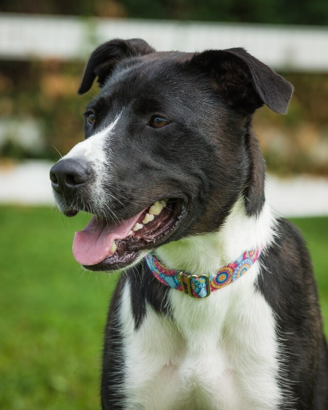 View Budmar the Dog Photo #5