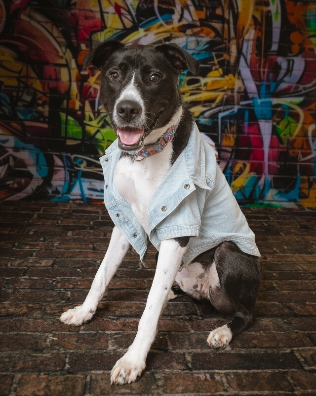 View Budmar the Dog Photo #4