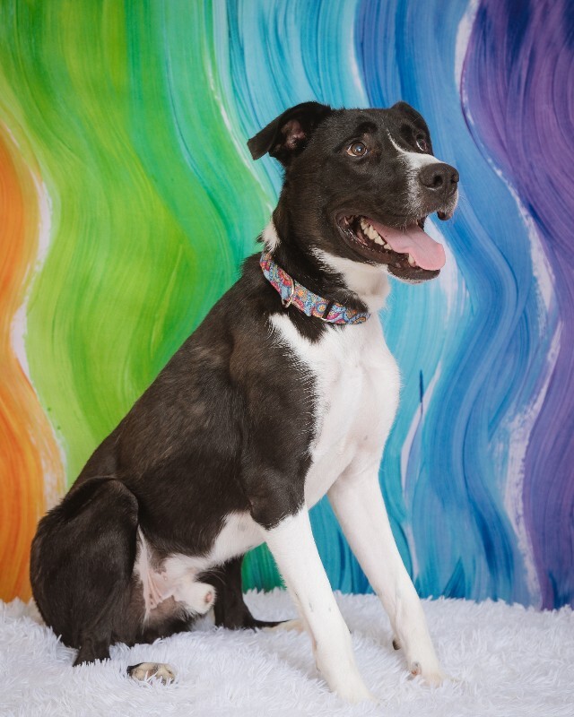 View Budmar the Dog Photo #14