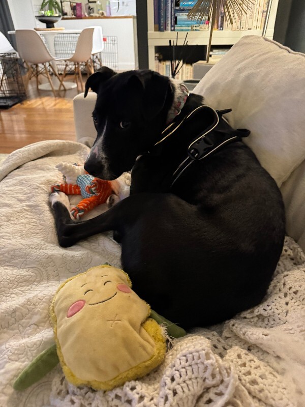 View Budmar the Dog Photo #10