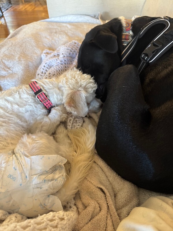 View Budmar the Dog Photo #8