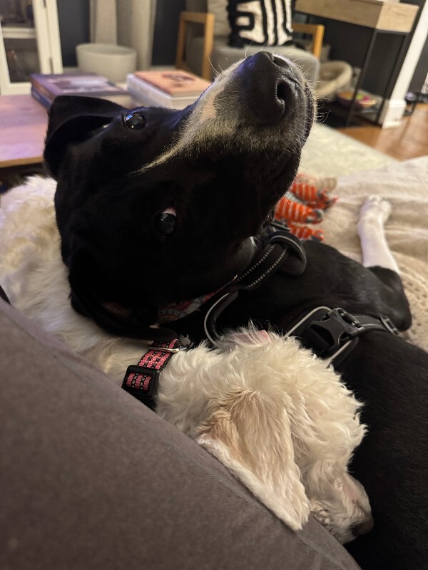 View Budmar the Dog Photo #9