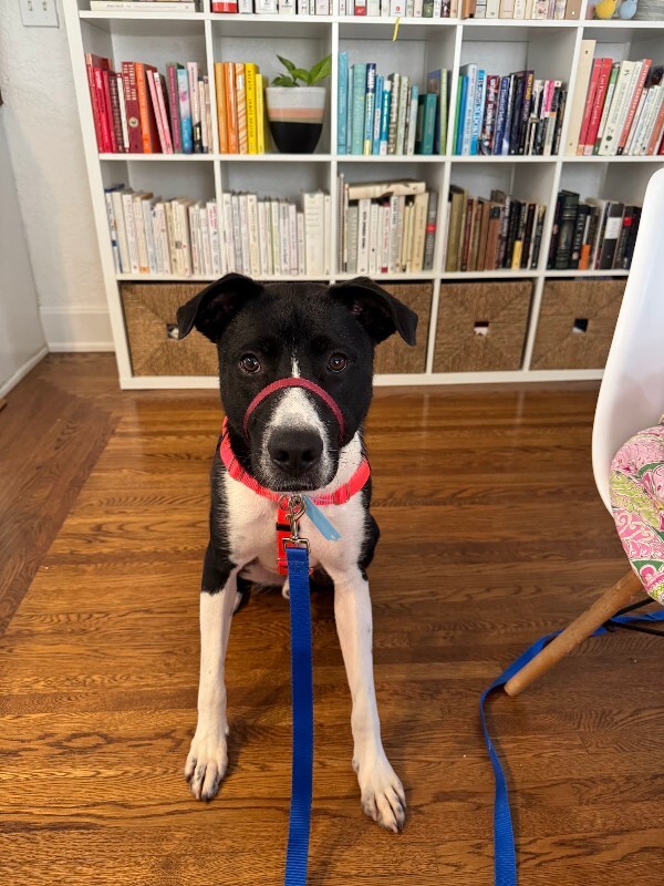 View Budmar the Dog Photo #11