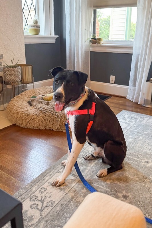 View Budmar the Dog Photo #17