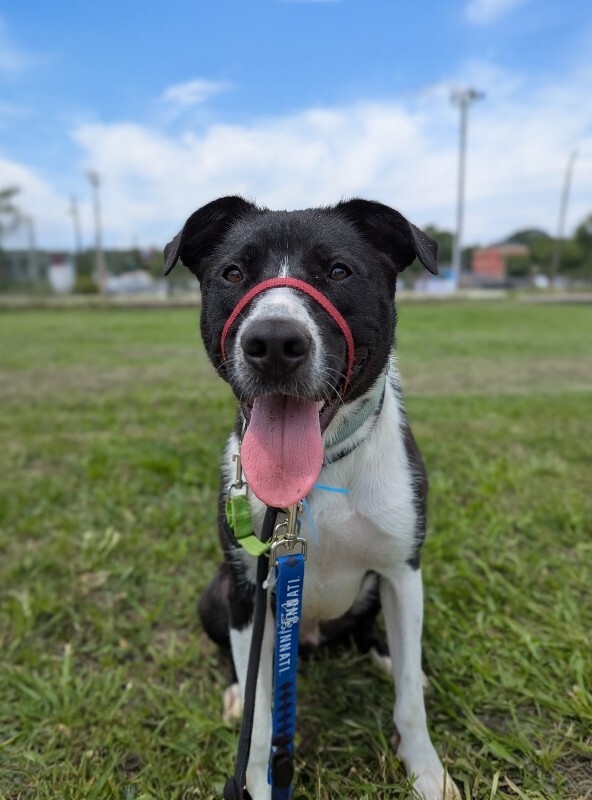 View Budmar the Dog Photo #12