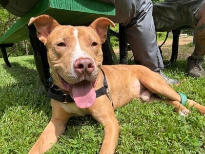 View Andor the Dog Photo #5