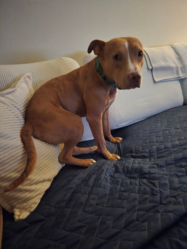 View Andor the Dog Photo #8