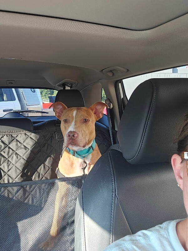 View Andor the Dog Photo #7