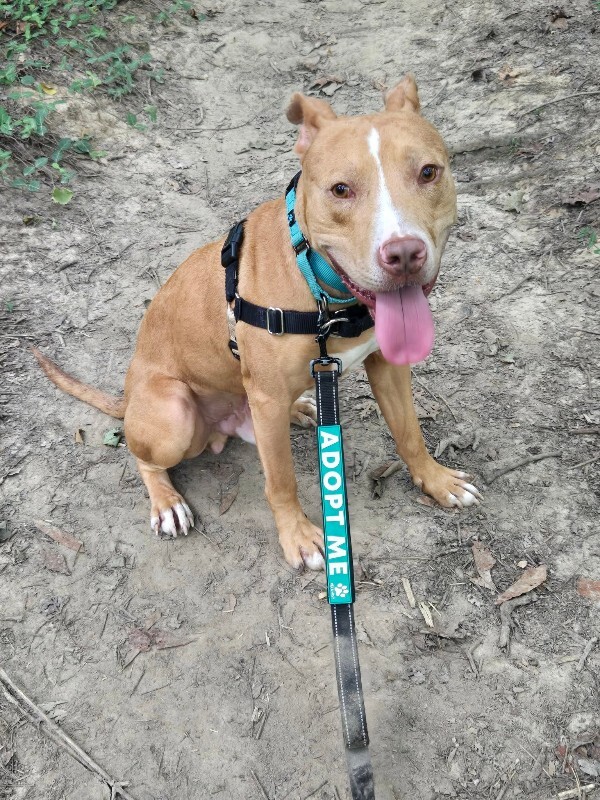 View Andor the Dog Photo #11