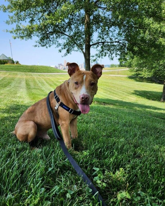 View Andor the Dog Photo #12