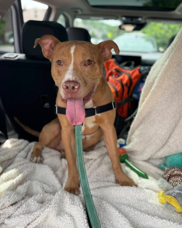 View Andor the Dog Photo #6