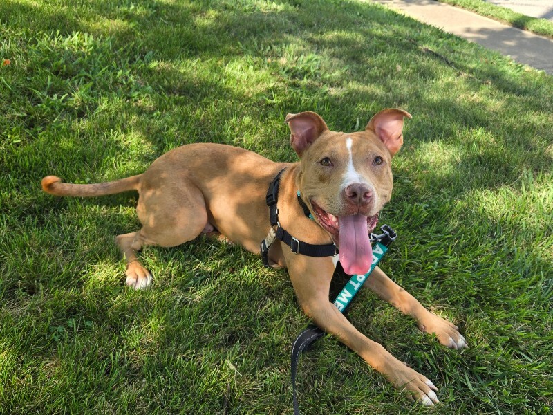 View Andor the Dog Photo #13