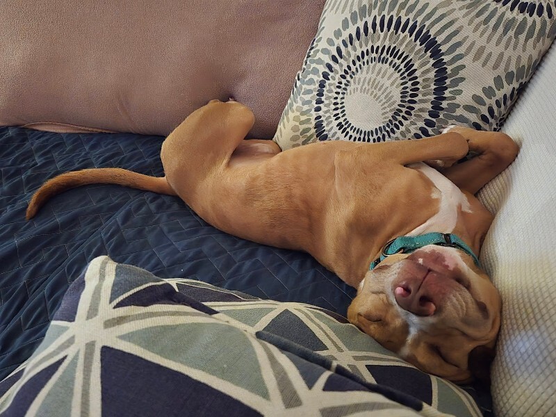 View Andor the Dog Photo #3