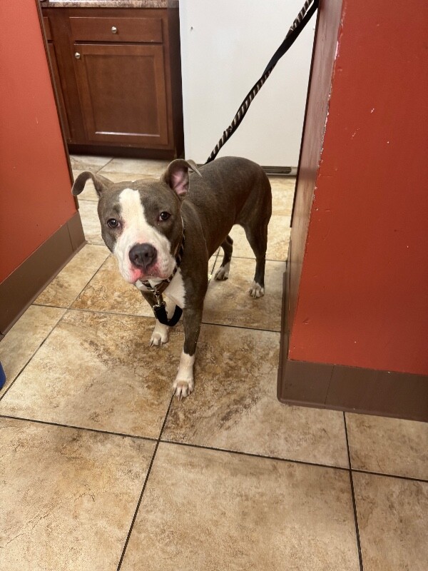 View Kalese the Dog Photo #2