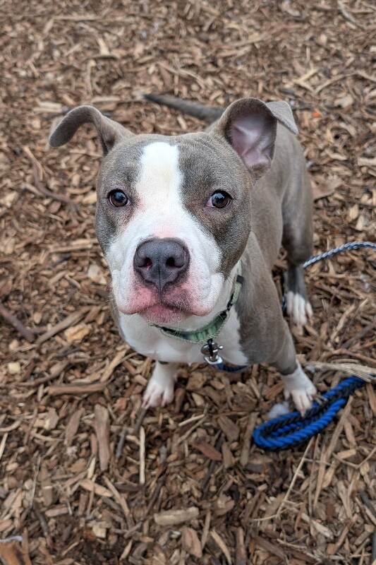 View Kalese the Dog Photo #4