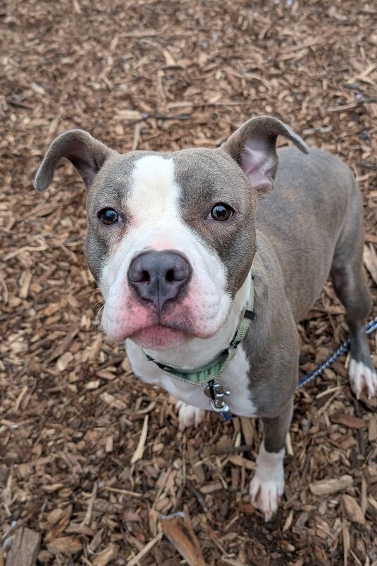 View Kalese the Dog Photo #2