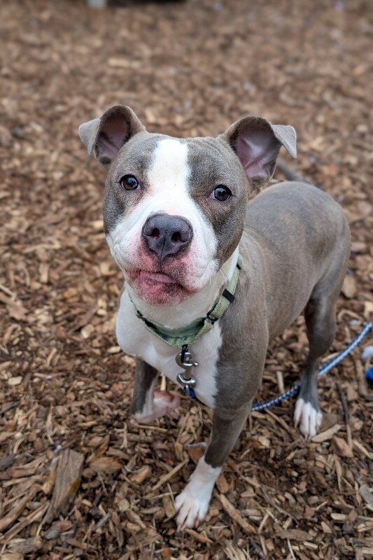 View Kalese the Dog Photo #3