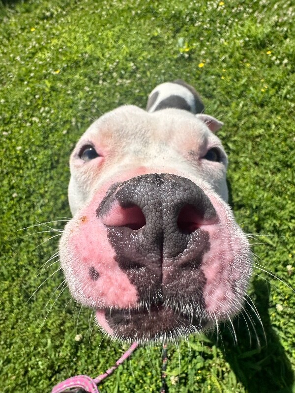 View Leonidas the Dog Photo #4