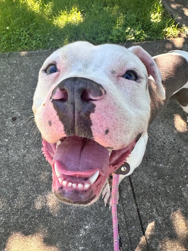 View Leonidas the Dog Photo #3