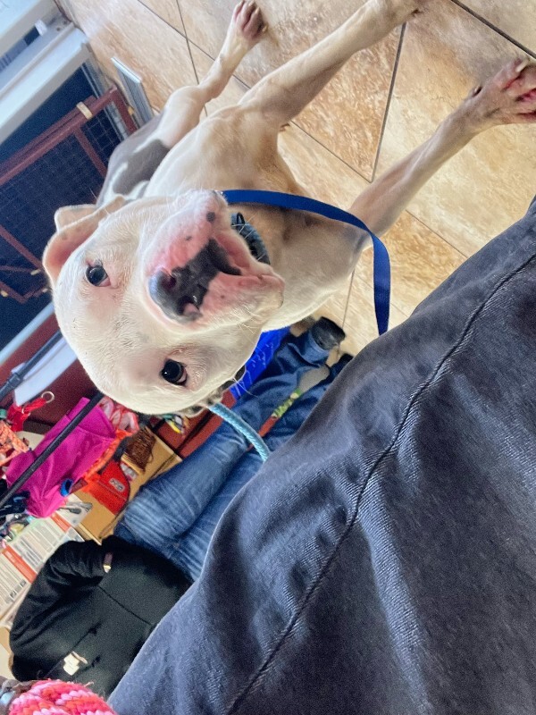 Learn More About Leonidas Leonidas - Dog