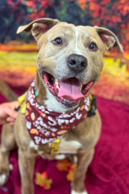 View Tandem the Dog Photo #4