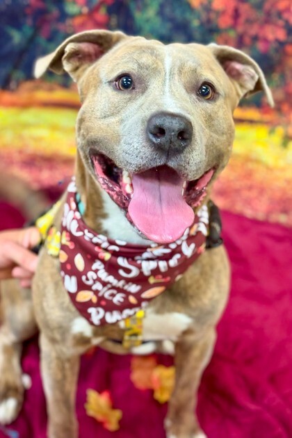 View Tandem the Dog Photo #3