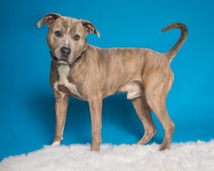 View Tandem the Dog Photo #7