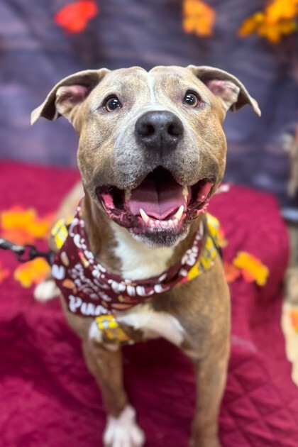 View Tandem the Dog Photo #6