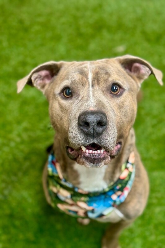 View Tandem the Dog Photo #2