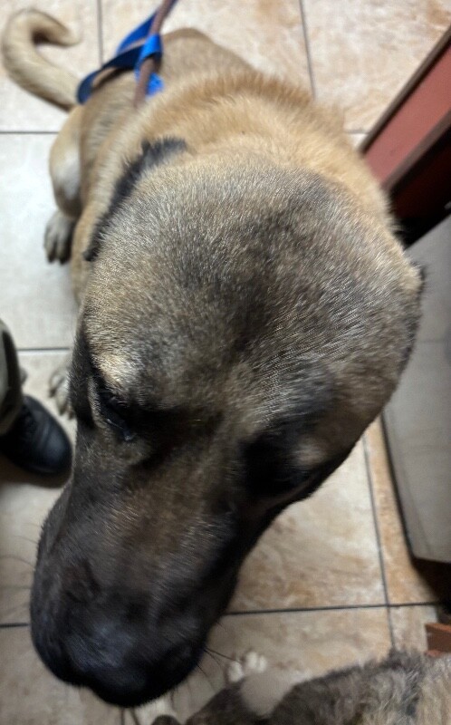 Ashland (actual) - Dog