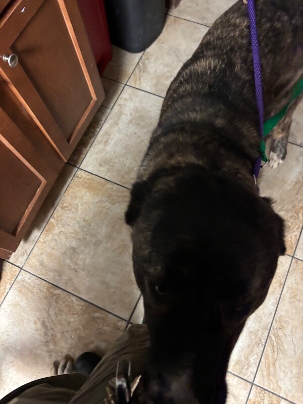 View Zino (actual) the Dog Photo #3