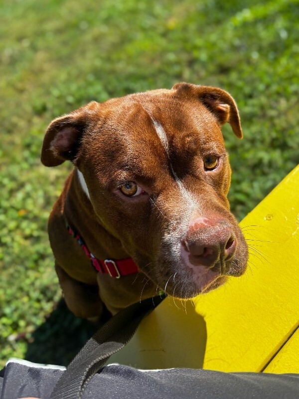Learn More About Shaggy Shaggy - Dog