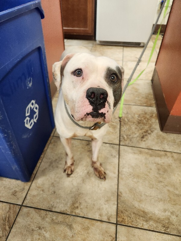 View Potion the Dog Photo #3