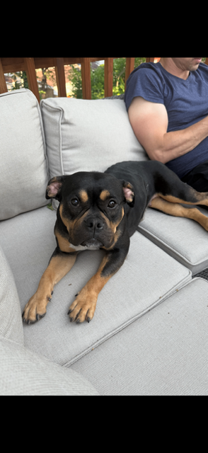 View Gabby the Dog Photo #7