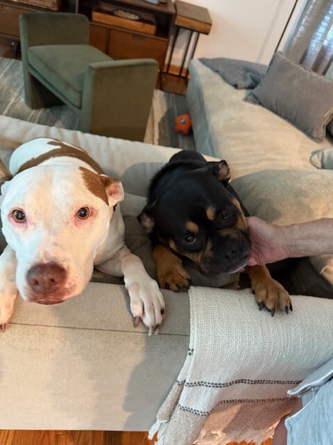 View Gabby the Dog Photo #2