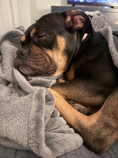 View Gabby the Dog Photo #6