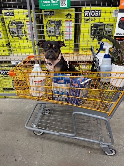 View Gabby the Dog Photo #3