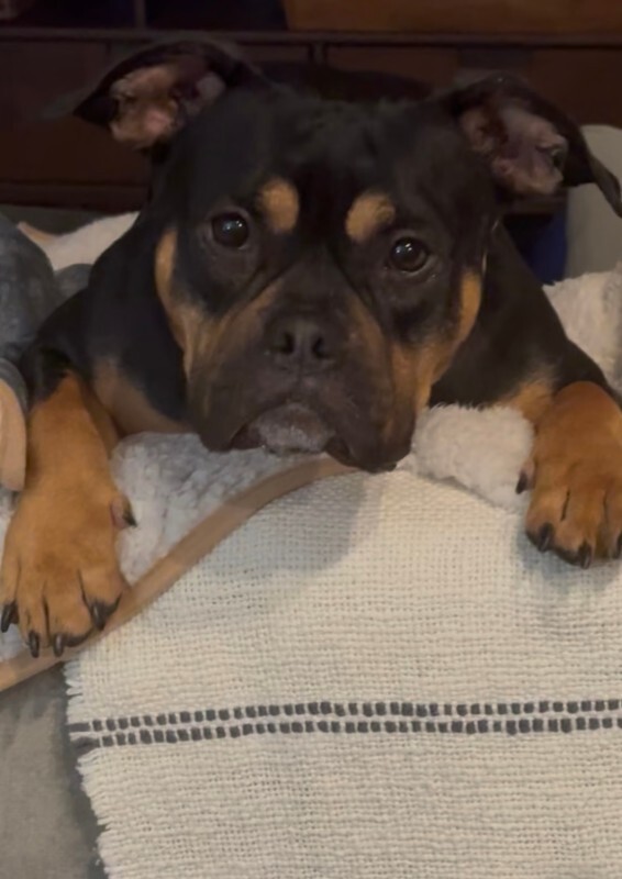 View Gabby the Dog Photo #4