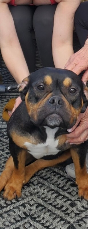 View Gabby the Dog Photo #5