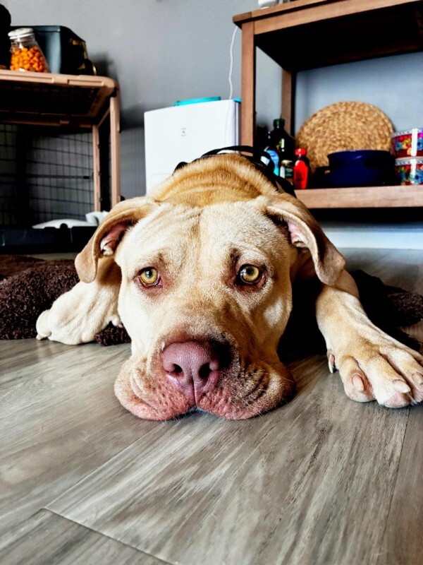 View Henry Wu the Dog Photo #2