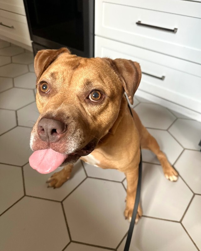 View Hairy Pawter the Dog Photo #11