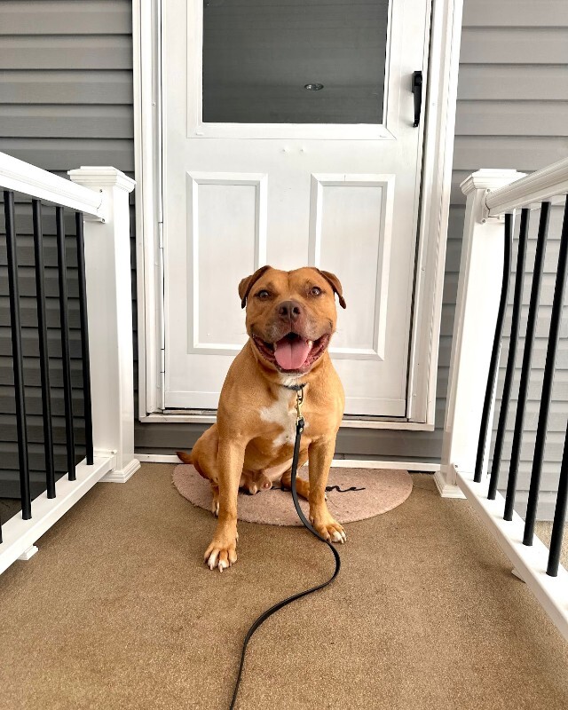 View Hairy Pawter the Dog Photo #6