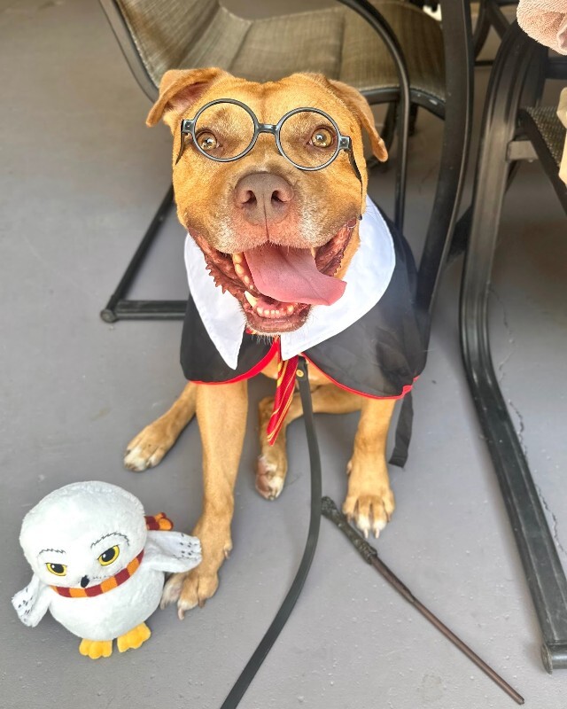 View Hairy Pawter the Dog Photo #2