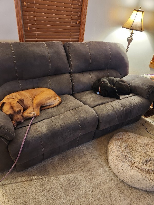 View Hairy Pawter the Dog Photo #8