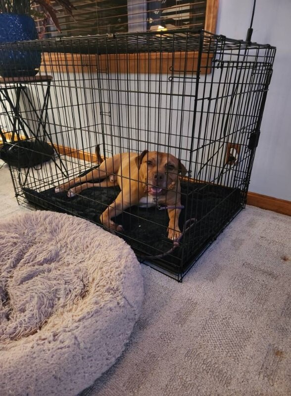 View Hairy Pawter the Dog Photo #5